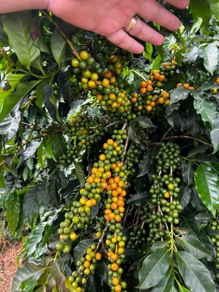 sustainable practices in Brazilian coffee production